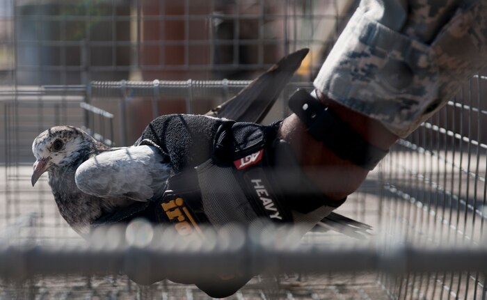 Senior Airman Reuben Moss, 99th Civil Engineer Squadron pest management journeyman, cradles a captured bird found on Nellis Air Force Base, Nev., June 29, 2015. Pest management is responsible for controlling the bird population on the installation to reduce the possibility of aircraft damage. (U.S. Air Force photo by Airman 1st Class Mikaley Towle)