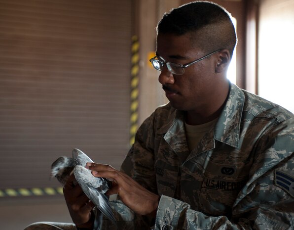 Senior Airman Reuben Moss, 99th Civil Engineer Squadron pest management journeyman, calms a captured bird found on Nellis Air Force Base, Nev., June 29, 2015. Pest management captures birds, tags them, and releases them approximately 80 miles from base. (U.S. Air Force photo by Airman 1st Class Mikaley Towle)