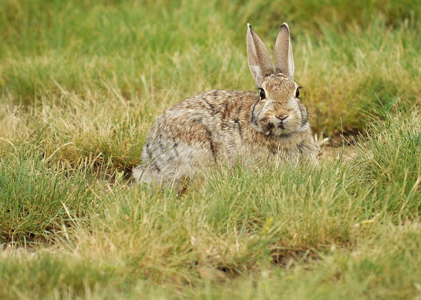 A rabbit sits in a field Tuesday, July 7, 2015 at Schriever Air Force Base, Colorado. Last week, a rabbit in El Paso County died of a tularemia infection prompting local and base Public Health offices to urge residents and base personnel to use caution when around wild animals. Schriever Air Force Base has not been affected by the infection. (U.S. Air Force/Staff Sgt. Debbie Lockhart)