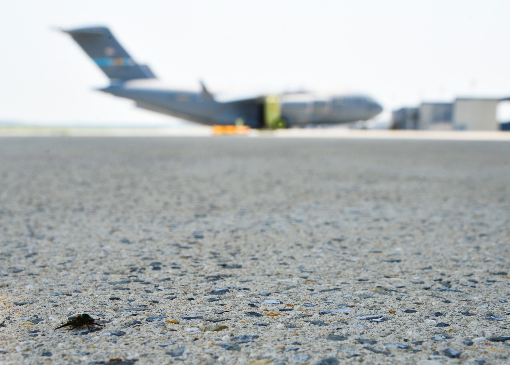 A Japanese Beetle sits under the wing of a C-5M Super Galaxy on the flight line July 1, 2015, at Dover Air Force Base, Del. The beetles pose a significant threat to nine western states and aircraft leaving Dover AFB are treated to prevent them from spreading west. (U.S. Air Force photo/Airman 1st Class William Johnson)