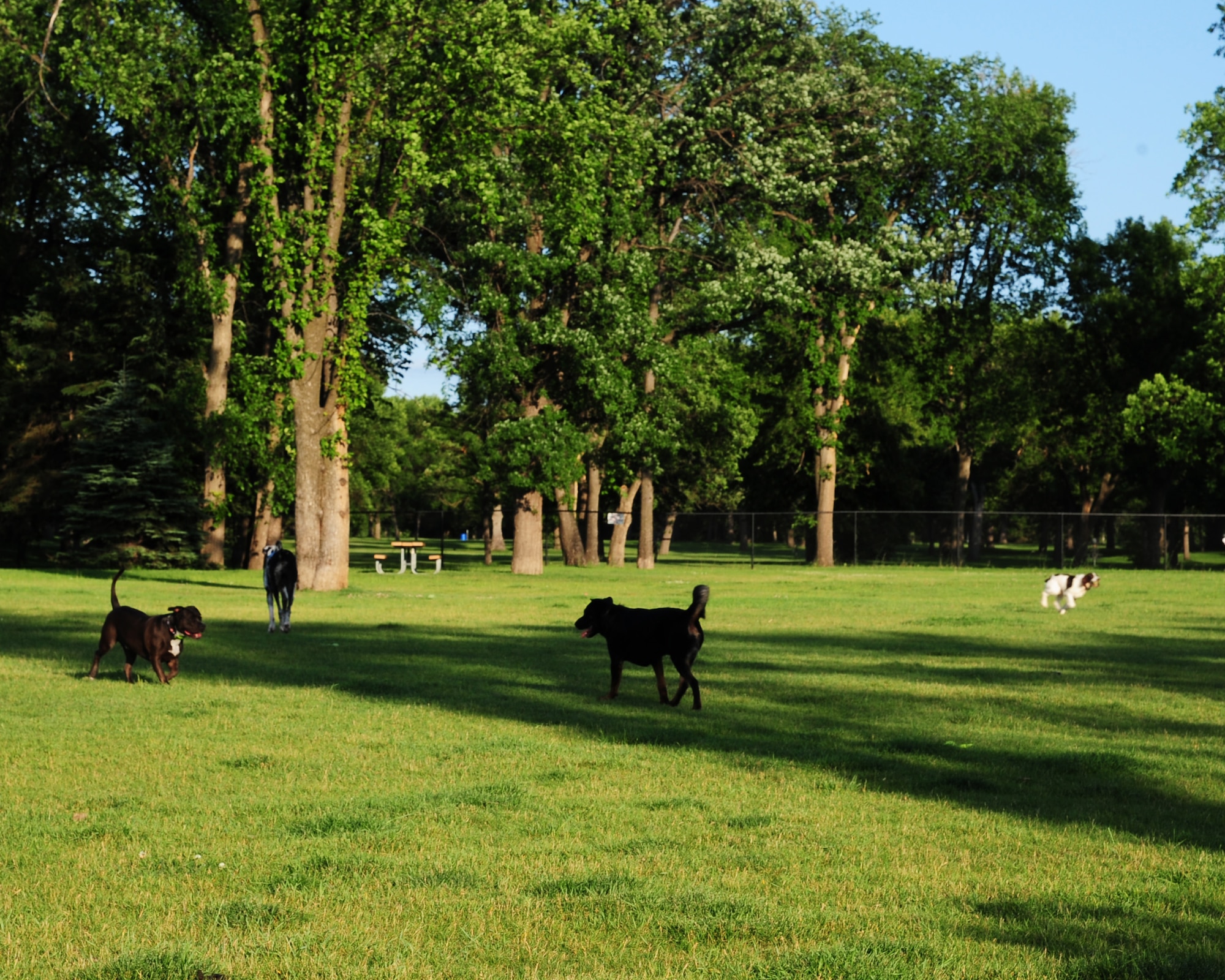 A group of dogs play at the Lincoln Dog Park in Grand Forks, N.D., July 6, 2015. The Lincoln Dog Park is located in the Lincoln Drive Park in Grand Forks. The park offers several forms of free entertainment including disc golf, horseshoes, playgrounds and more. (U.S. Air Force photo by Airman 1st Class Ryan Sparks/released)