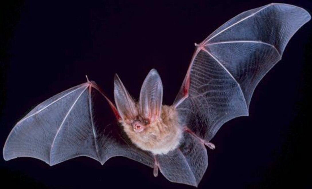 The northern long-eared bat is a medium-sized bat with a body length of 3 to 3.7 inches, but a wingspan of 9 to 10 inches. It is listed as a threatened species under the Endangered Species Act by the US Fish and Wildlife Service.