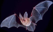 The northern long-eared bat is a medium-sized bat with a body length of 3 to 3.7 inches, but a wingspan of 9 to 10 inches. It is listed as a threatened species under the Endangered Species Act by the US Fish and Wildlife Service.