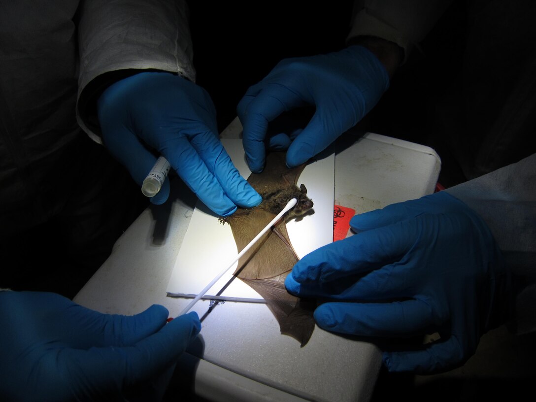 The northern long-eared bat, Myotis septentrionalis, was listed as a threatened species under the Endangered Species Act by the US Fish and Wildlife Service. Given that the bat is known to reside in Virginia, the Department of Defense directed Marine Corps Base Quantico to conduct surveys for the presence of the bat aboard the base.