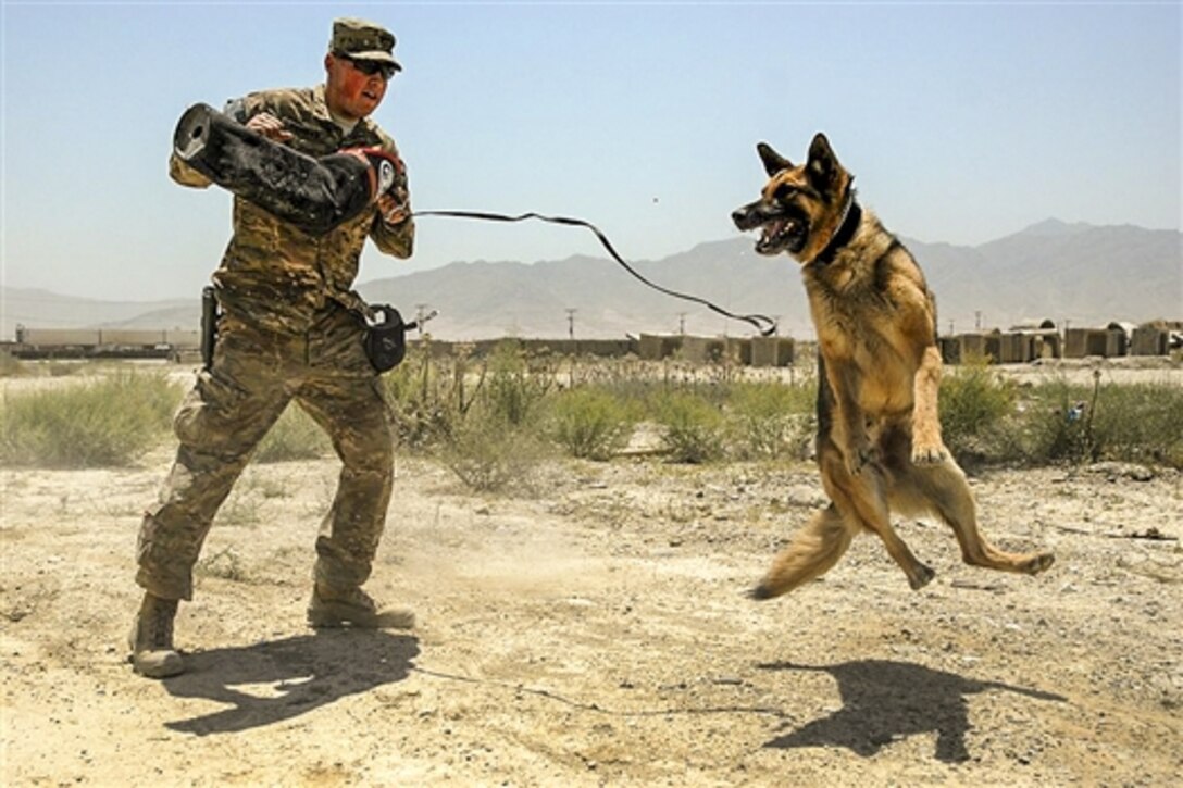 A U.S. soldier trains his working dog on Bagram Airfield, Afghanistan, July 4, 2015. The soldier is assigned to the 709th Military Police Battalion, 18th Military Police Brigade.