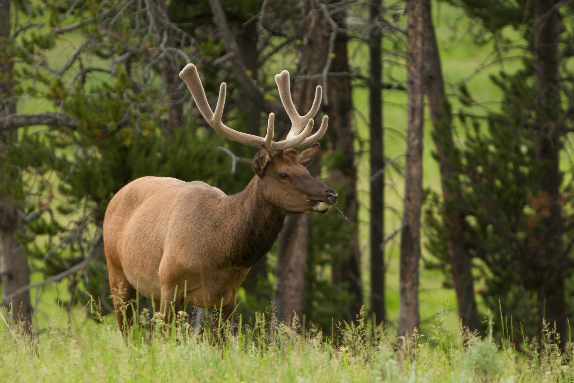 An elk grazes on vegetation near a road in Yellowstone National Park, Wyo., July 5, 2015. A group of F.E. Warren Air Force Base Outdoor Recreation trip participants exploring the park encountered numerous sightings of wildlife to include other elk, bison and a bear sighting. (U.S. Air Force photo by Lan Kim)