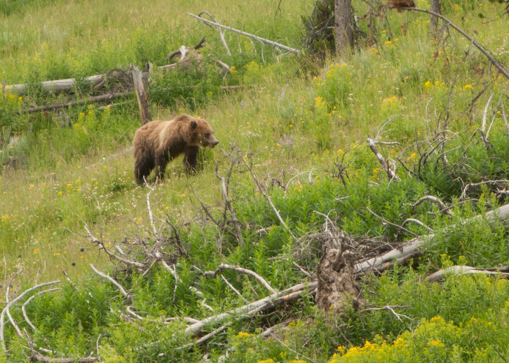 A grizzly bear treks across an open field in Yellowstone National Park, Wyo., July 5, 2015. The bear was sighted just 140 yards away from a group of F.E. Warren Air Force Base Outdoor Recreation trip participants on an exploration of the park.  (U.S. Air Force photo by Lan Kim)