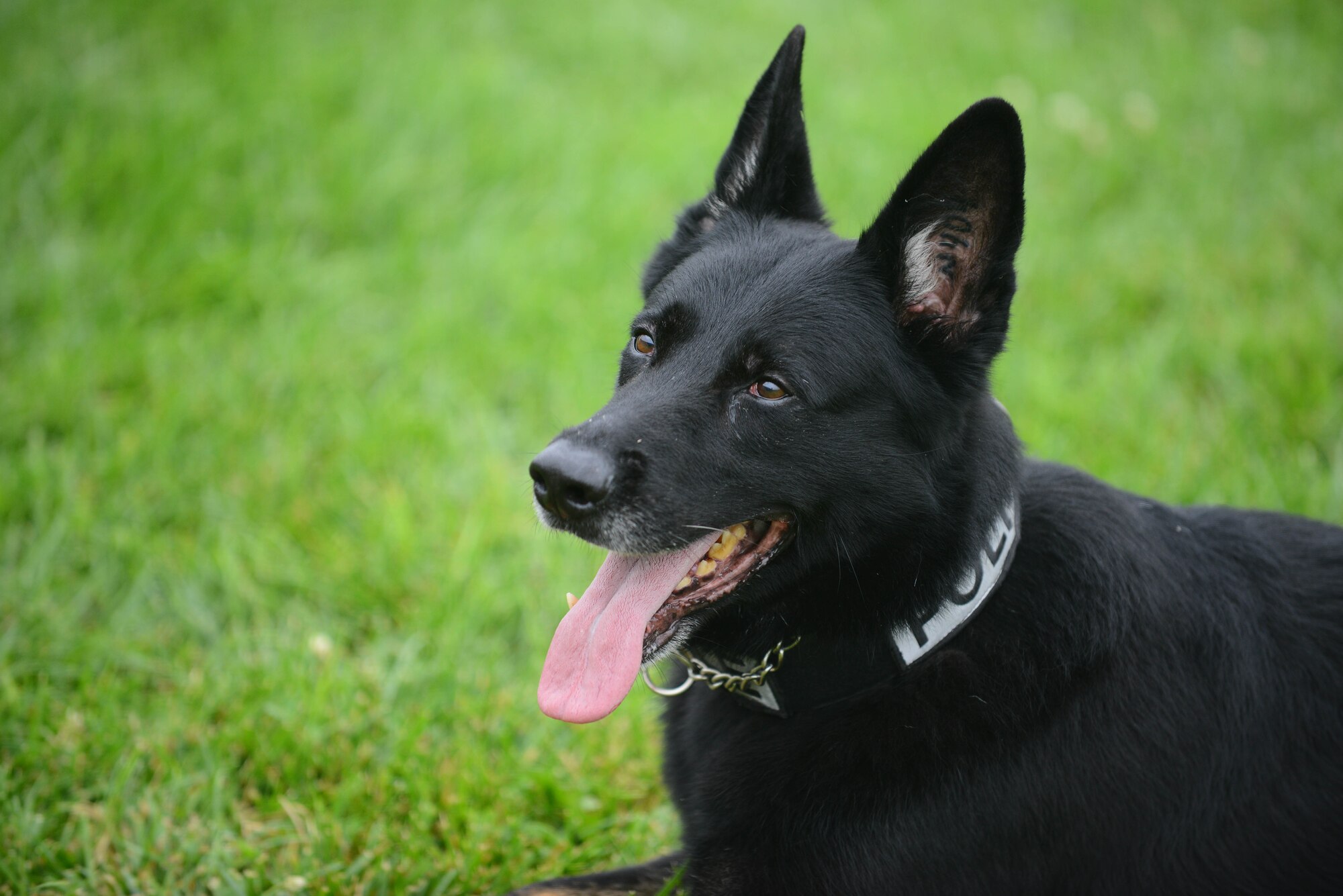 U.S. Air Force Academy cadets visit the 22nd Security Forces Squadron Military Working Dogs and their handlers, July 8, 2015, at McConnell Air Force Base, Kan. The cadets met with handlers, asked questions and watched a demonstration to explore the career field of a SFS officer. (U.S. Air Force photos by Airman 1st Class Christopher Thornbury)