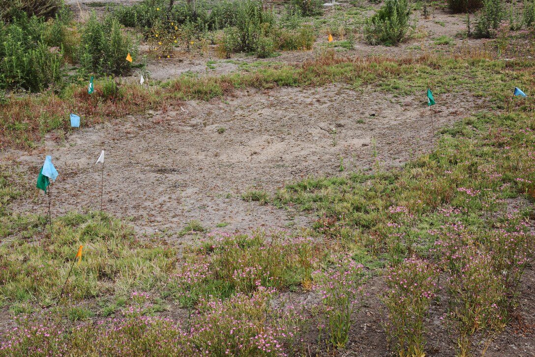 Vernal pools serve as specialized seasonal habitats for Fairy Shrimp to survive during the Spring and Summer months. The amount of pools differ throughout the year due to changes in temperature, weather and other ecological conditions. Dry vernal pools are restored by heavy rainfall during the rainy seasons.
