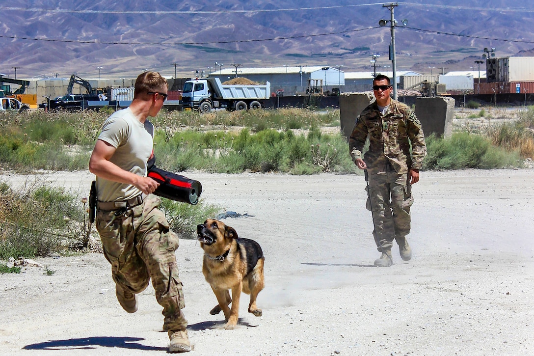 U.S. Army Spc. Anthony Andrews, background, watches as Andy, his military working dog, chases a role player during training on Tactical Base Gamberi, Afghanistan, June 27, 2015. U.S. soldiers and dogs participating in the training are assigned to the 101st Airborne Division's 3rd Brigade Combat Team. 
