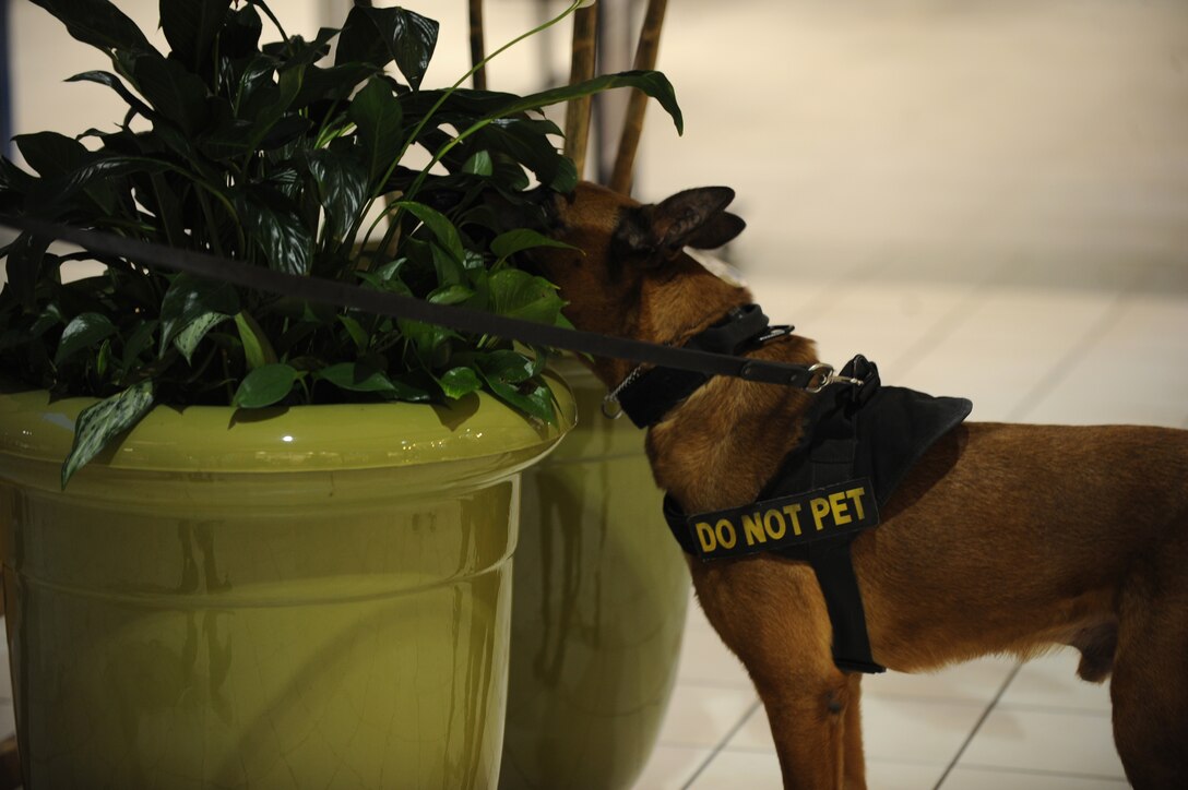 U.S. Air Force military working dog Ddewey, 7th Security Forces K-9, sniffs for hidden contraband in a flower pot June 23, 2015, Abilene, Texas. K-9 handlers from the 7th SFS planted different wires and contraband at the Mall of Abilene during an exercise. This opportunity allowed for the military working dogs to train in a different environment and to work with outside agencies. (U.S. Air Force photo by Senior Airman Shannon Hall/Released)


