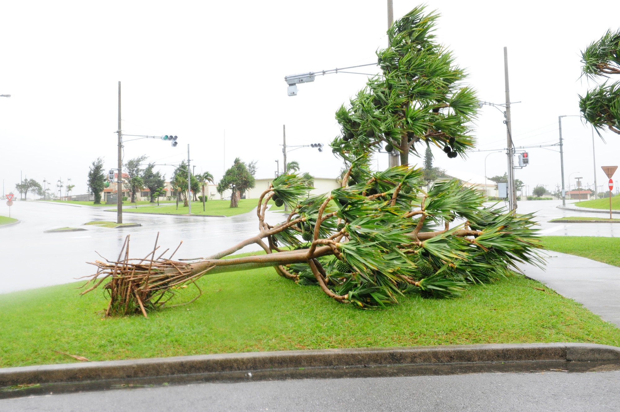 A large tree lies uprooted by Typhoon Chan-hom on Kadena Air Base, Japan, July 10, 2015. Chan-hom had damaging wind speeds in excess of 50 knots knocking down trees across the installation. Typhoons are formed when warm surface water from the Pacific Ocean combines with the high humidity and low, cool winds in the region. (U.S. Air Force photo by Airman 1st Class John Linzmeier)
