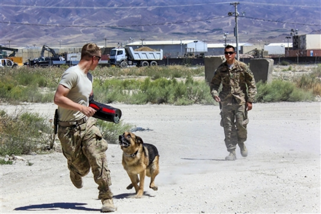 U.S. Army Spc. Anthony Andrews, background, watches as Andy, his military working dog, chases a role player during training on Tactical Base Gamberi, Afghanistan, June 27, 2015. U.S. soldiers and dogs participating in the training are assigned to the 101st Airborne Division's 3rd Brigade Combat Team.