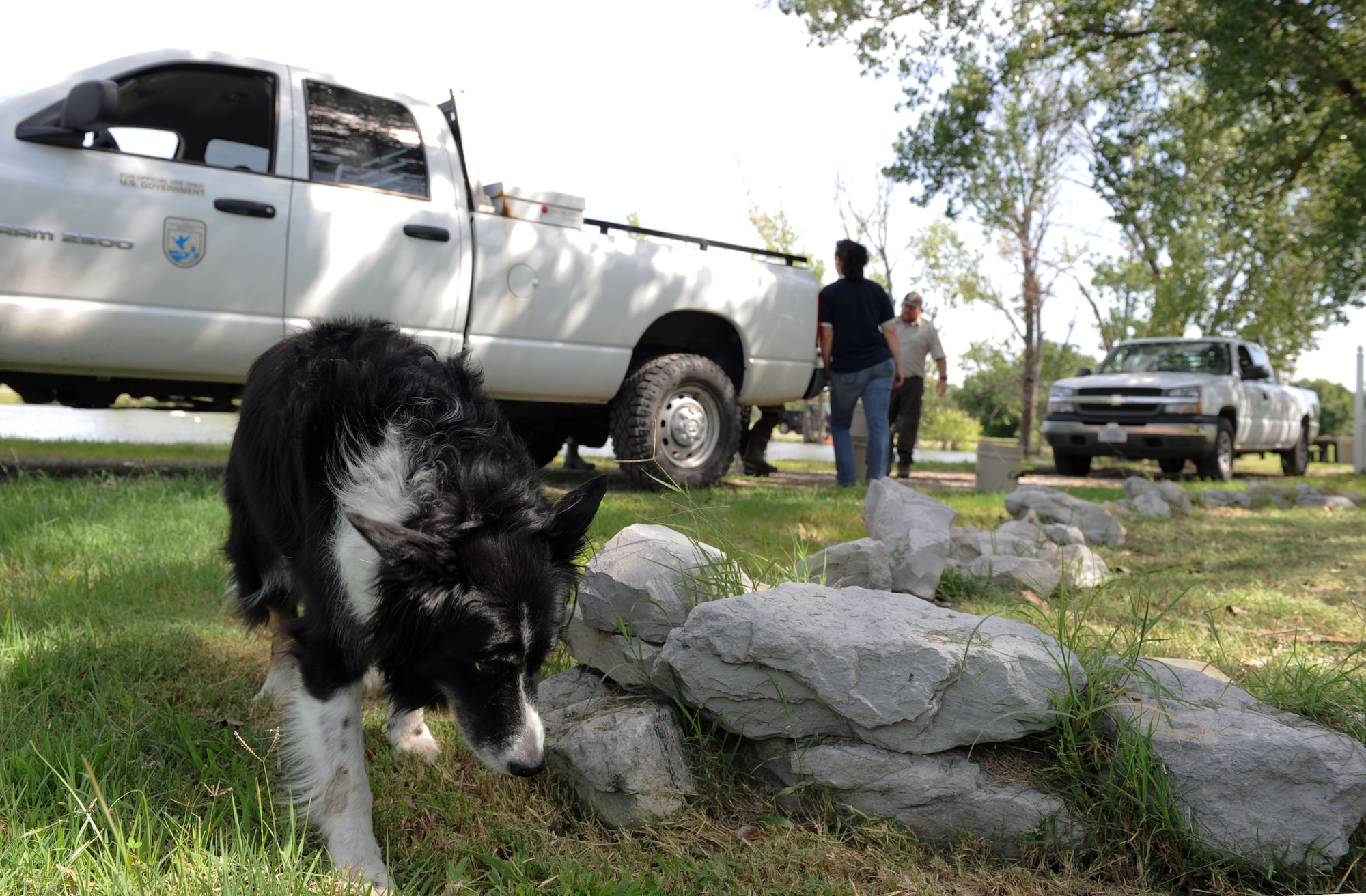 Vasi, a border collie with the Bird/Wildlife Aircraft Strike Hazard program, sniffs around an area close to a pond, July 15, 2015, at McConnell Air Force Base, Kan. The BASH program worked together with the U.S. Fish and Wildlife Service to document the type of fish located in a pond on base to keep fish populations from getting out of hand. (U.S. Air Force photo by Senior Airman David Bernal Del Agua)