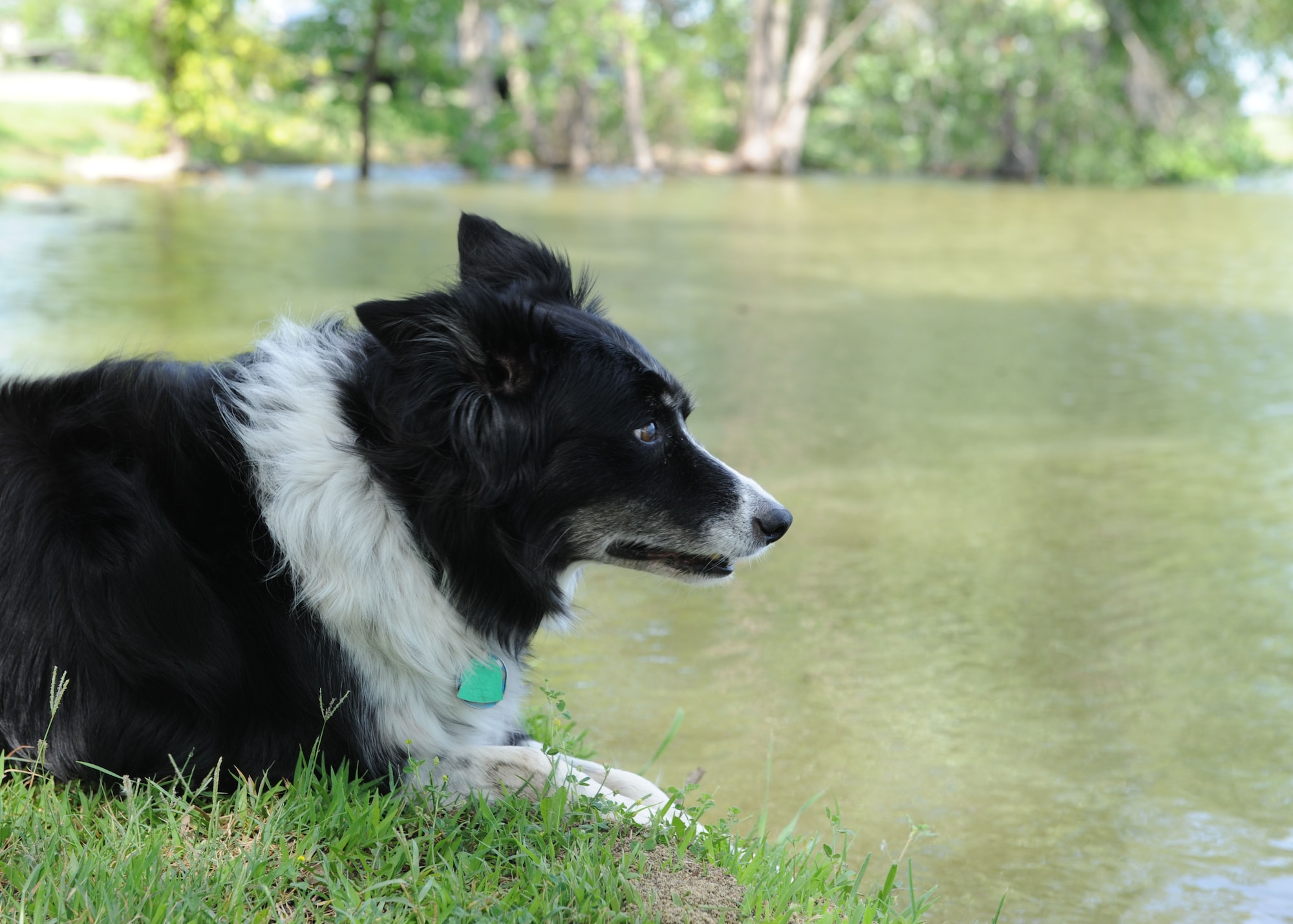 Vasi, a border collie with the Bird/Wildlife Aircraft Strike Hazard program, looks out into a pond, July 15, 2015, at McConnell Air Force Base, Kan. The BASH program has reduced bird strikes by more than 30 percent since it started using Vasi as a cost effective alternative. (U.S. Air Force photo by Senior Airman David Bernal Del Agua)