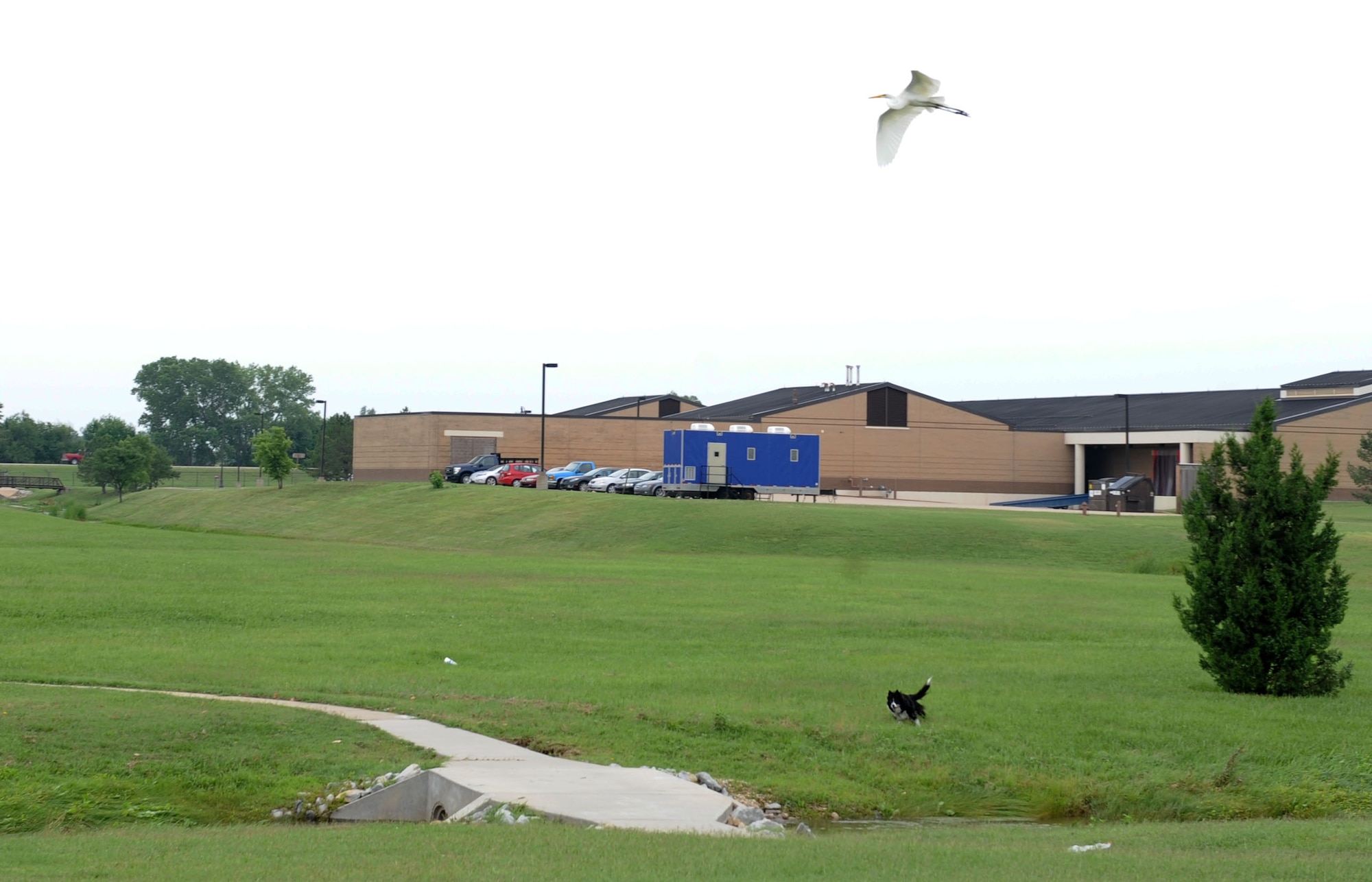 Vasi, a border collie with the Bird/Wildlife Aircraft Strike Hazard program, chases a bird away from base, July 7, 2015, at McConnell Air Force Base, Kan. The BASH programs tries to prevent certain birds from nesting on base because they will keep coming back year after year to where they were raised. (U.S. Air Force photo by Senior Airman David Bernal Del Agua)