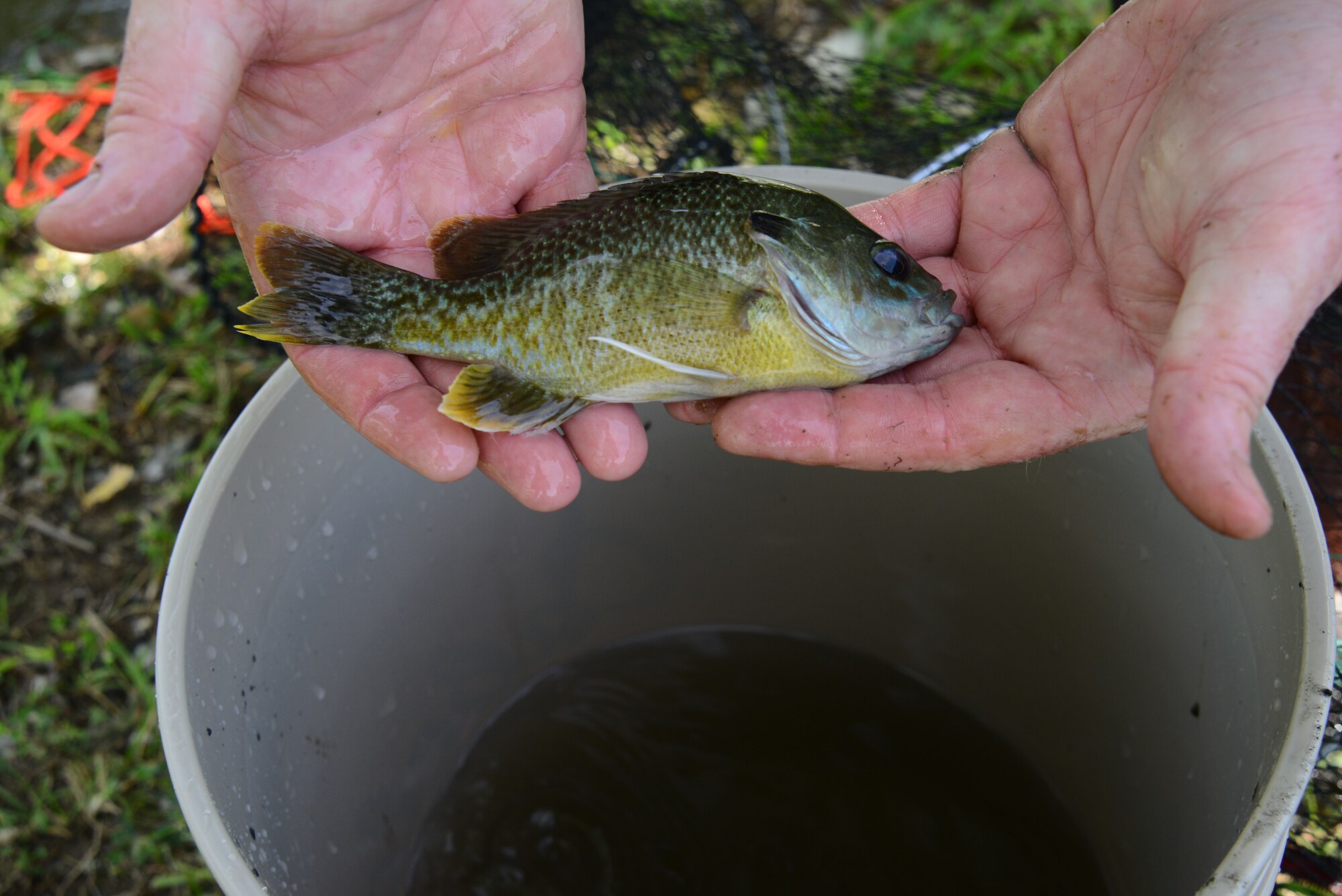 Chris Kennedy, U.S. Fish and Wildlife Service biologist, handles a fish, July 15, 2015, at McConnell Air Force Base, Kan. Kennedy captured fish to make sure they are healthy and reproducing to see if the pond needs to be restocked to improve the fishery. (U.S. Air Force photo by Airman 1st Class Christopher Thornbury)