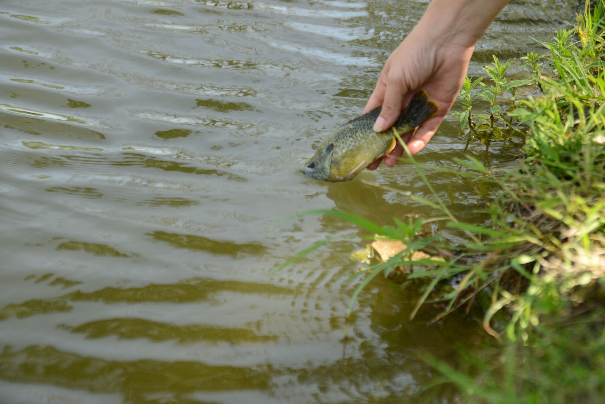 U.S. Fish and Wildlife Service biologist releases a fish into a pond, July 15, 2015, at McConnell Air Force Base, Kan. The biologists inspected the fish in the base pond and measured their length, weight, age and species for information on how to improve the fisheries on base. (U.S. Air Force photo by Airman 1st Class Christopher Thornbury)