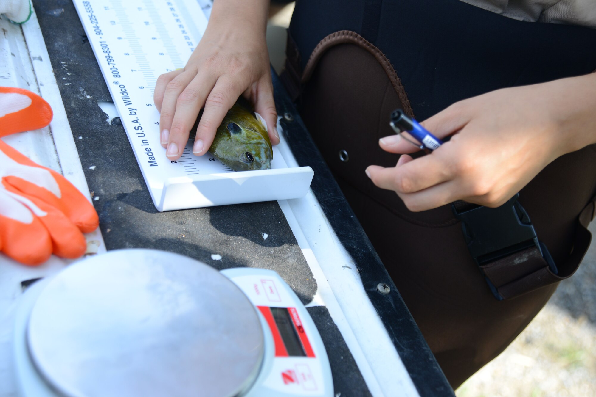Laura Mendenhall, U.S. Fish and Wildlife Service biologist, measures the length of a blue-gill fish, July 15, 2015, at McConnell Air Force Base, Kan. Mendenhall inspected the fish in the base ponds to gather information on how the fishery can be improved. (U.S. Air Force photo by Airman 1st Class Christopher Thornbury)
