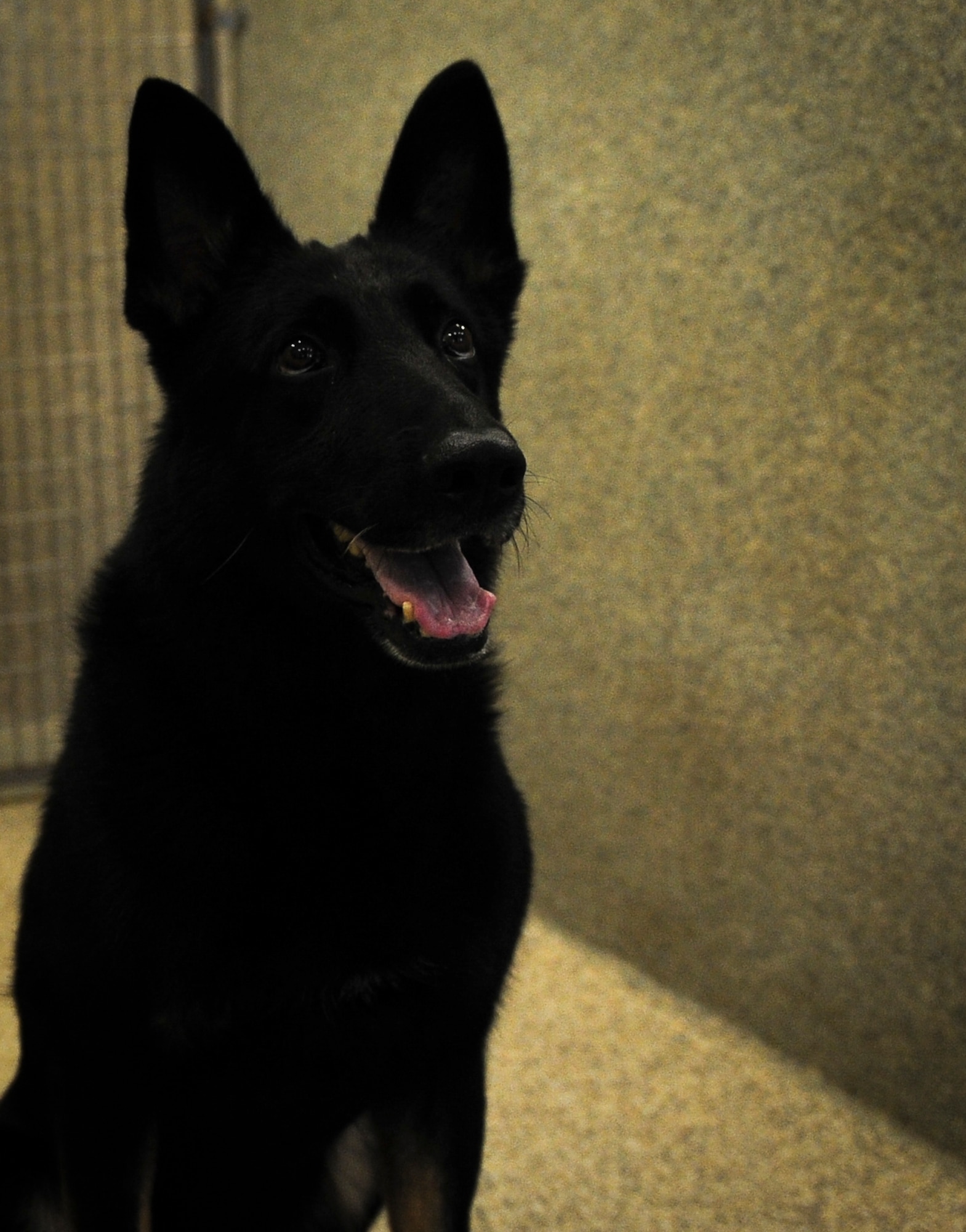 Cleo, 1st Special Operations Security Forces Squadron military working dog, visited children at the Mary Esther public library for their Military Animal Heroes event, July 15, 2015 in Mary Esther, Fla. The library hosted a Military Animal Heroes event as part of their Summer Reading Program and Hurlburt Field’s K9 unit was invited to come speak about their profession. (U.S. Air Force photo/Senior Airman Meagan Schutter)