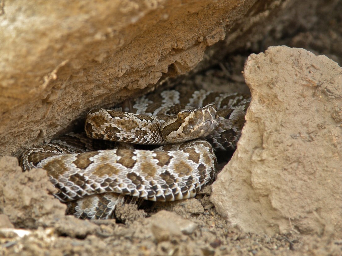 A Great Basin Rattlesnake coils its body, ready to strike at any moment July 19, 2010, in Nevada. It is the only venomous species of snake found in the Treasure Valley region. (Courtesy photo by Jaye Legate)