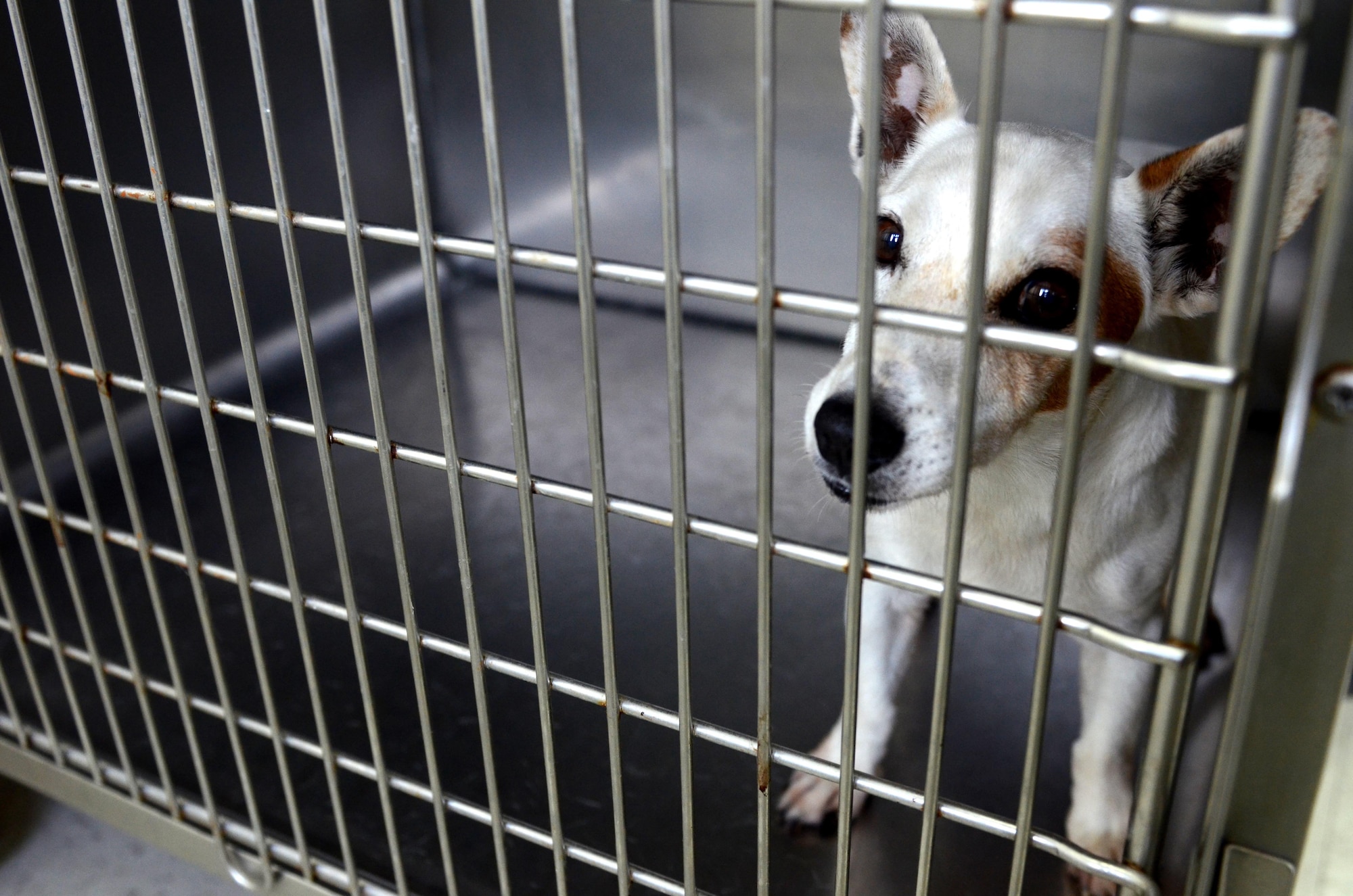 A U.S. Department of Agriculture snake dog waits for his dental cleaning appointment July 9, 2015, at Andersen Air Force Base, Guam. The Andersen AFB Veterinary Treatment Facility is the only military quarantine center on island for incoming animals and has the second largest military working dog kennel in the Pacific region, encompassing Japan, Guam, Hawaii and Alaska. (U.S. Air Force photo by Airman 1st Class Alexa Ann Henderson/Released)