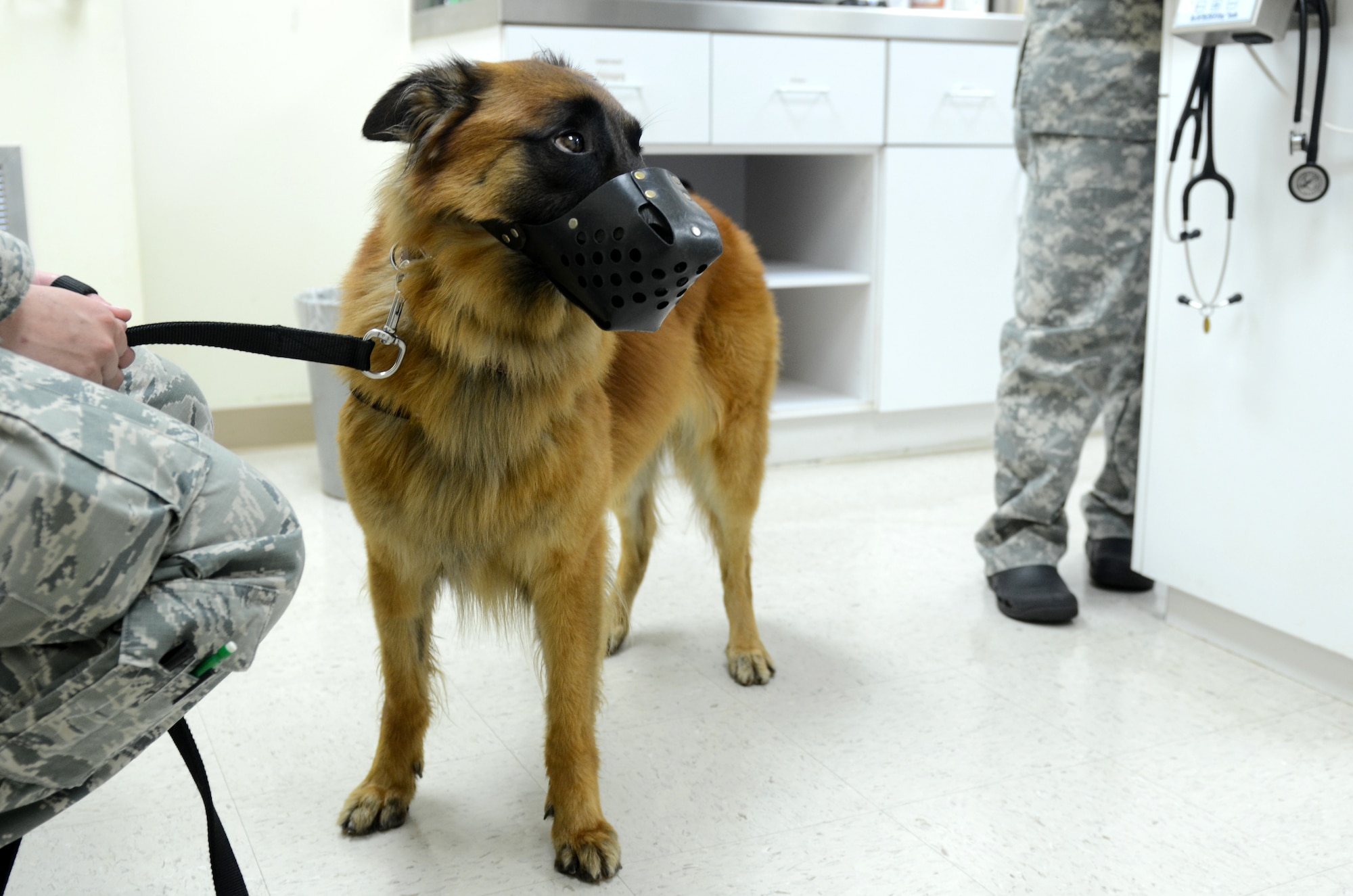 WWill, military working dog assigned to the 354th Security Forces Squadron at Eielson AFB, Alaska, visits the Andersen Air Force Base Veterinary Treatment Facility for an island entry exam July 8, 2015, at Andersen AFB, Guam. The facility provides veterinary services for MWDs, U.S. Department of Agriculture dogs and privately owned animals. (U.S. Air Force photo by Airman 1st Class Alexa Ann Henderson/Released)
