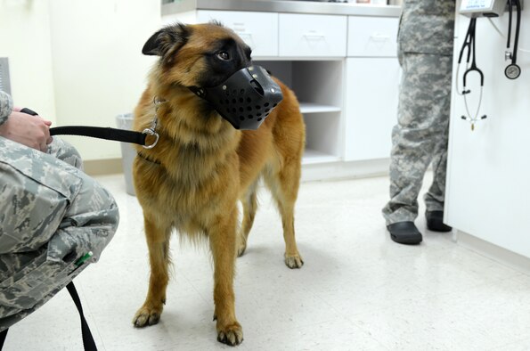 WWill, military working dog assigned to the 354th Security Forces Squadron at Eielson AFB, Alaska, visits the Andersen Air Force Base Veterinary Treatment Facility for an island entry exam July 8, 2015, at Andersen AFB, Guam. The facility provides veterinary services for MWDs, U.S. Department of Agriculture dogs and privately owned animals. (U.S. Air Force photo by Airman 1st Class Alexa Ann Henderson/Released)