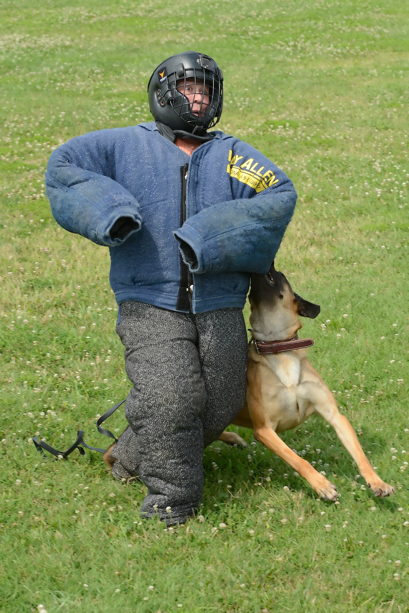 A look of surprise can be seen on the face of Christopher Cooper, Leadership Central Delaware Class of 2015, as Military Working Dog 'Karlo' bites and begins to pull him to the ground during a capabilities demonstration by the 436th Security Forces Squadron July 13, 2015, at Dover Air Force Base, Del. Leadership Central Delaware Class of 2015 toured parts of Dover AFB to better understand the Eagle Wing's mission and how it is executed. (U.S. Air Force photo/Greg L. Davis)