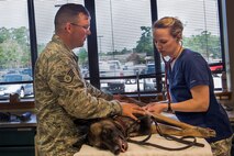 U.S. Air Force Staff Sgt. Erik Smith (left), 822d Base Defense Squadron military working dog handler, holds down MWD Celo while U.S. Army Capt. (Dr.) Allison Brekke, 23d Aerospace Medicine Squadron officer in charge of veterinary services, listens for Celo’s heartbeat before surgery July 16, 2015, at Moody Air Force Base, Ga. Breeke inspected the working dog to ensure there would be no complications before beginning surgery. (U.S. Air Force photo by Airman 1st Class Dillian Bamman/Released)
