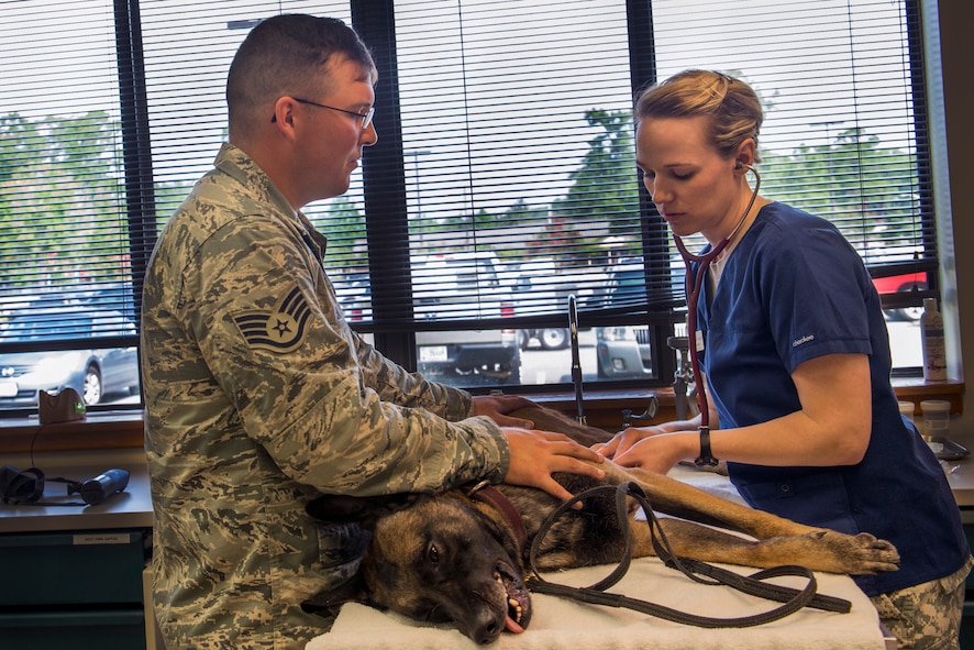 U.S. Air Force Staff Sgt. Erik Smith (left), 822d Base Defense Squadron military working dog handler, holds down MWD Celo while U.S. Army Capt. (Dr.) Allison Brekke, 23d Aerospace Medicine Squadron officer in charge of veterinary services, listens for Celo’s heartbeat before surgery July 16, 2015, at Moody Air Force Base, Ga. Breeke inspected the working dog to ensure there would be no complications before beginning surgery. (U.S. Air Force photo by Airman 1st Class Dillian Bamman/Released)