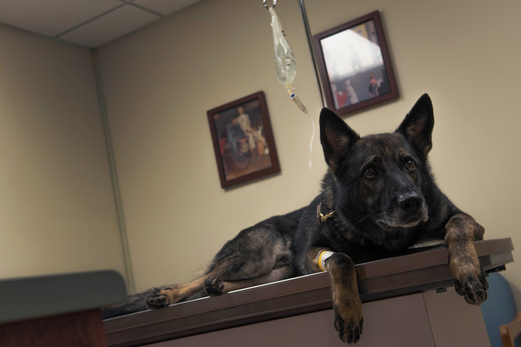 Military working dog Mex, assigned to the 822nd Base Defense Squadron, receives a vitals test during a routine checkup July 16, 2015, at Moody Air Force Base, Ga. Mex’s checkup ensured he was healthy and ready to perform the job of supporting base security. (U.S. Air Force photo/Airman 1st Class Dillian Bamman)