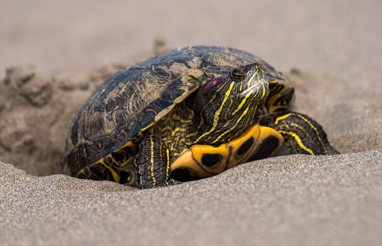 A Red-Eared Slider beds down to lay her eggs at the Bruneau Dunes state park, Idaho, 7 July 2015. Not native to the area, this species of turtle has been introduced to most freshwater habitats in the western hemisphere. (U.S. Air Force photo by Airman 1st Class Connor J. Marth)