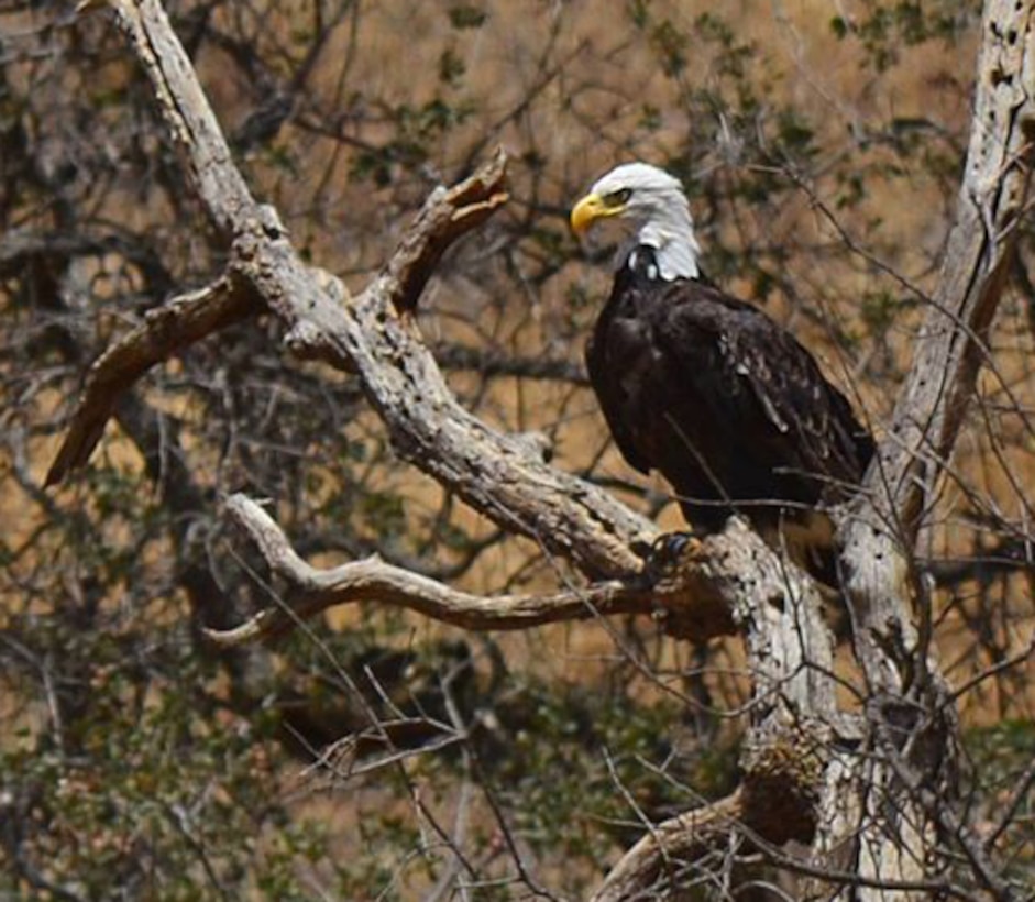 Lake Kaweah visitor Robin Amaral photographed a beautiful eagle July 23, 2015, during a sailing trip around Kaweah’s north shore, providing a reminder of the incredible natural beauty at Sacramento District recreation areas. (Photo courtesy Robin Amaral, all rights reserved.)