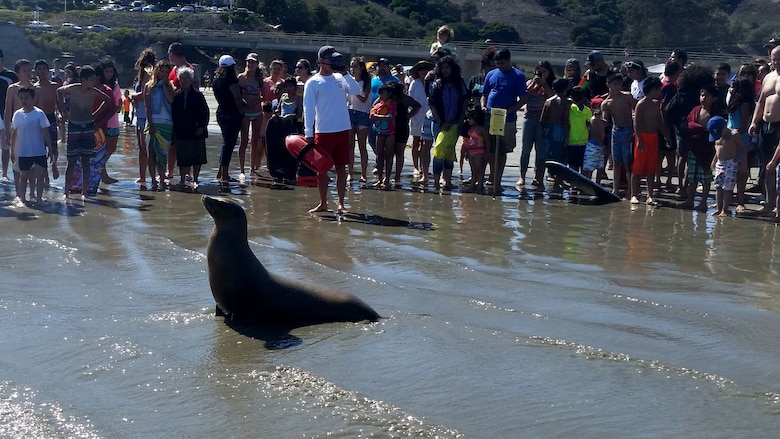 A California sea lion sits on the shore as a lifeguard urges spectators to keep their distance, July 4, 2015, Avila Beach, Calif. Beaches along the coast of California, to include Vandenberg’s shores, have recently experienced an increase in beached and disoriented sea lions. The strange behavior displayed by the sea lions is thought to likely be caused by a toxin, commonly found in shellfish, known as domoic acid. (Courtesy photo)
