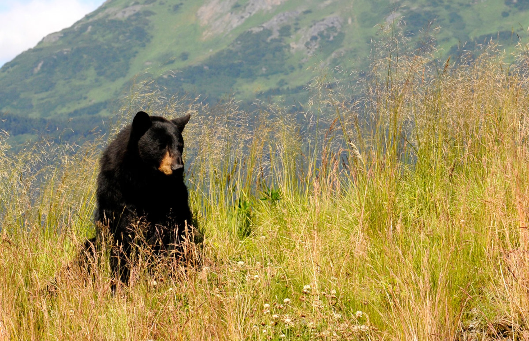 A black bear basks in the summer sun outside Anchorage. After hibernating all winter, bears are very active in the summer as they prepare for the next winter. By practicing proper bear safety, Alaska residents can reduce risk of unwanted bear encounters during their active period. (U.S. Air Force photo/Staff Sgt. Sheila deVera)