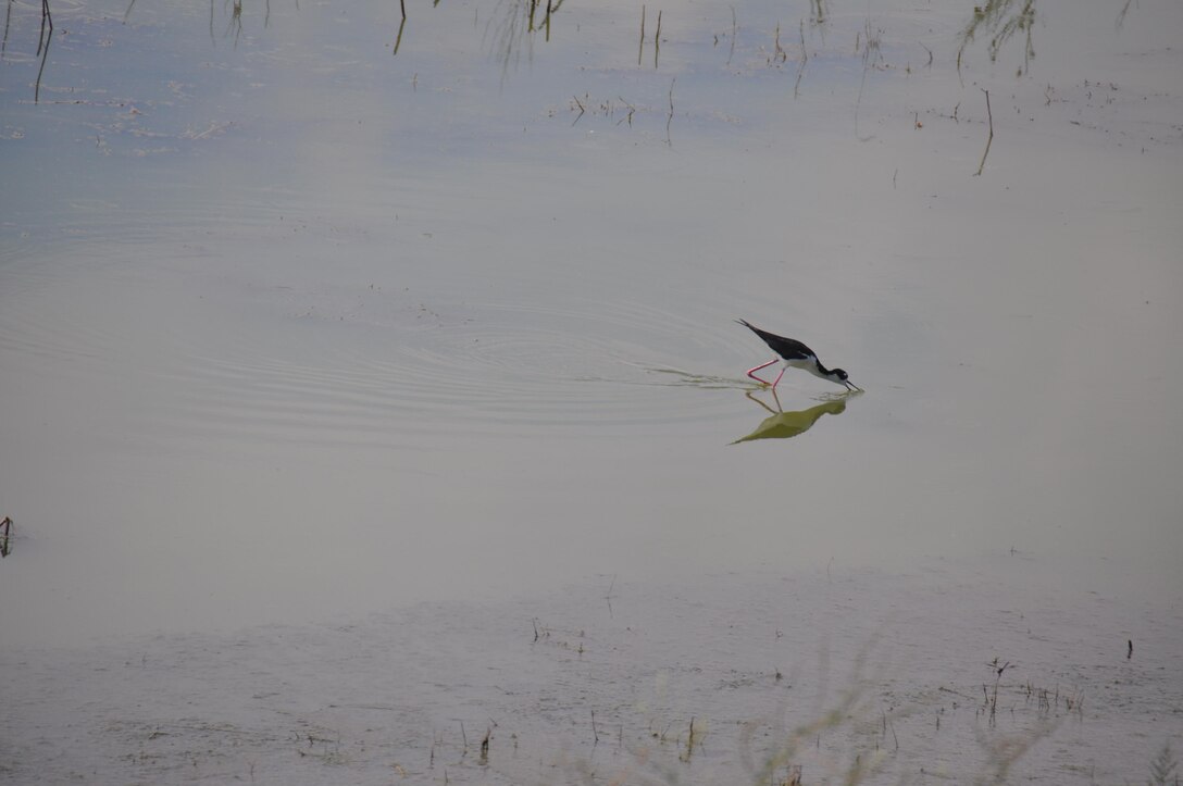 A black-necked stilt scoops up fish near an island in dredged material containment area 12A along Savannah’s Back River. Birds find new habitats such as these thanks to environmental mitigation for the Savannah Harbor Navigation Project. 