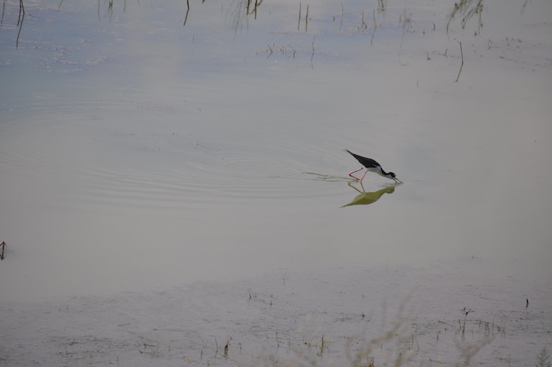 A black-necked stilt scoops up fish near an island in dredged material containment area 12A along Savannah’s Back River. Birds find new habitats such as these thanks to environmental mitigation for the Savannah Harbor Navigation Project. 