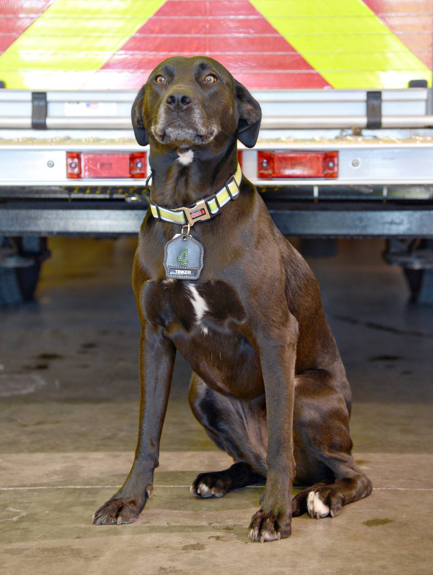 Coal is the newest member of Tinker’s Fire Station 4. Adopted by the station in April, she has adapted well to the firefighter’s way of life and is learning new things every day. (Air Force photo by Kelly White/Released)