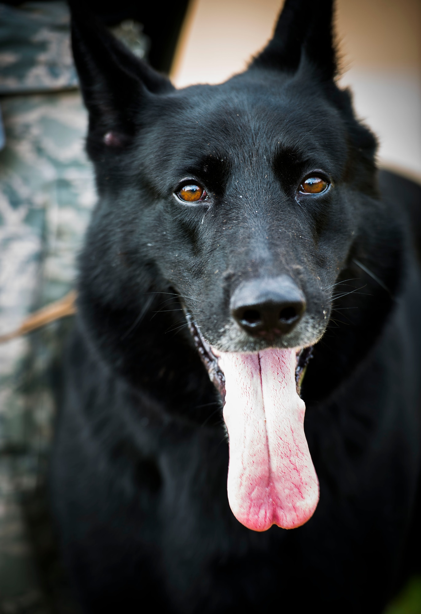 Dixie, 11th Security Support Squadron military working dog, takes a break from controlled aggression techniques at Joint Base Andrews, Md., July 29, 2015. Controlled aggression techniques are part of routine training for all K-9s to remain proficient and healthy. (U.S. Air Force photo by Staff Sgt. Chad C. Strohmeyer)(Released)