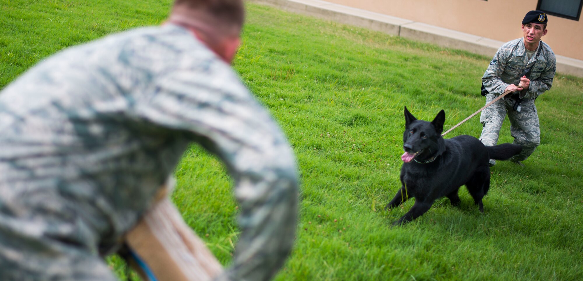 Staff Sgt. Tyler Hendrix, 11th Security Support Squadron military working dog handler, trains "Dixie" on controlled aggression techniques at Joint Base Andrews, Md., July 29, 2015. Controlled aggression techniques are used to intimidate or "take down" a potential suspect. (U.S. Air Force photo by Staff Sgt. Chad C. Strohmeyer)(Released)