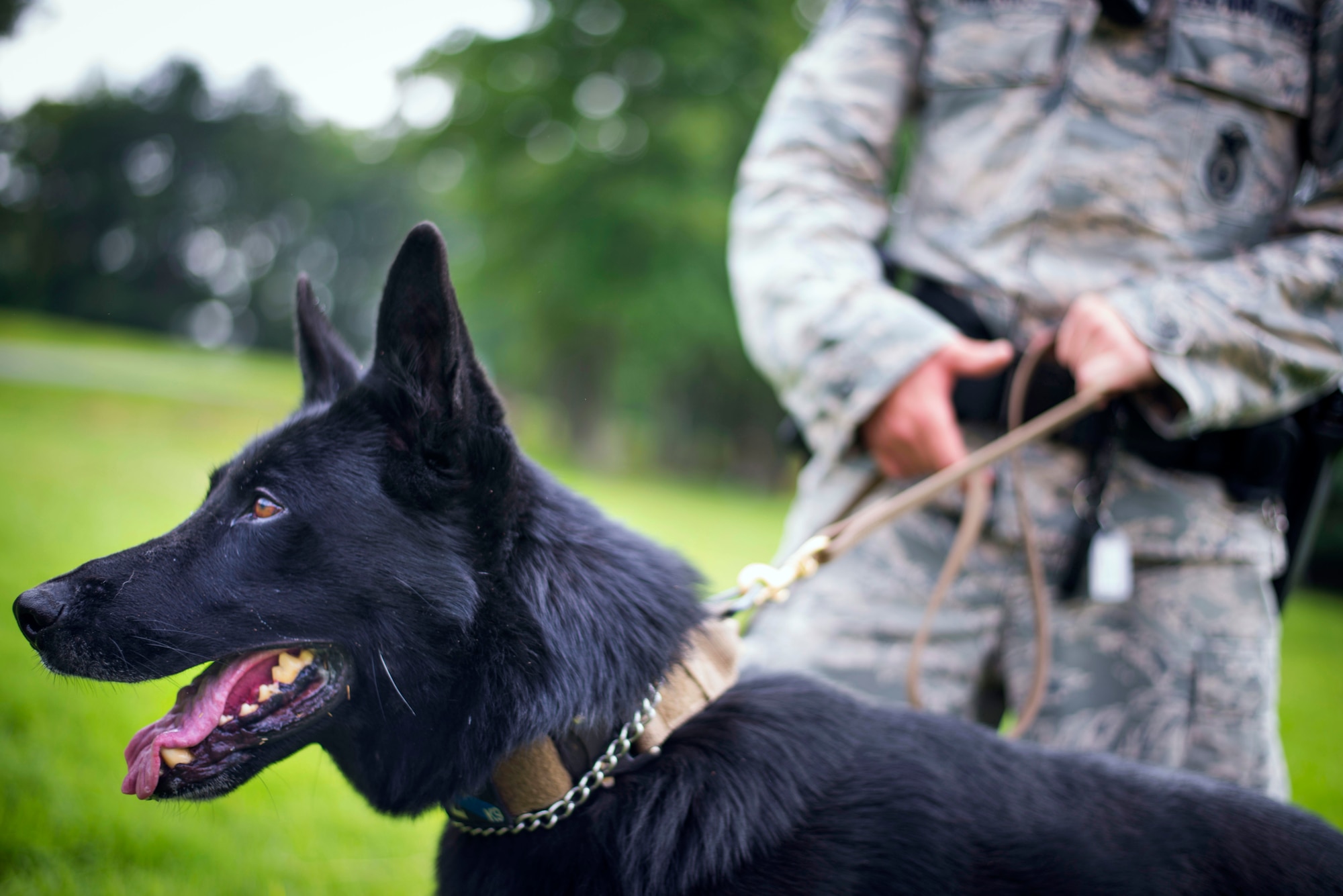 Dixie, 11th Security Support Squadron military working dog, watches a simulated suspect during controlled aggression training at Joint Base Andrews, Md., July 29, 2015. Controlled aggression techniques are used to intimidate or "take down" a potential suspect. (U.S. Air Force photo by Staff Sgt. Chad C. Strohmeyer)(Released)