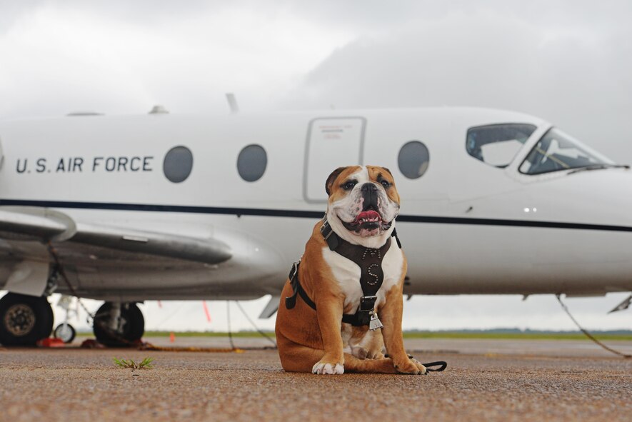 Mississippi State University's mascot, Bully the Bulldog, poses for a photo in front of a T-1A Jayhawk July 24 on the Columbus Air Force Base, Mississippi, flightline. Bully came to Columbus AFB before MSU’s college football season which starts on Sept. 5 against the University of Southern Mississippi. (U.S. Air Force Photo by Senior Airman Stephanie Englar)