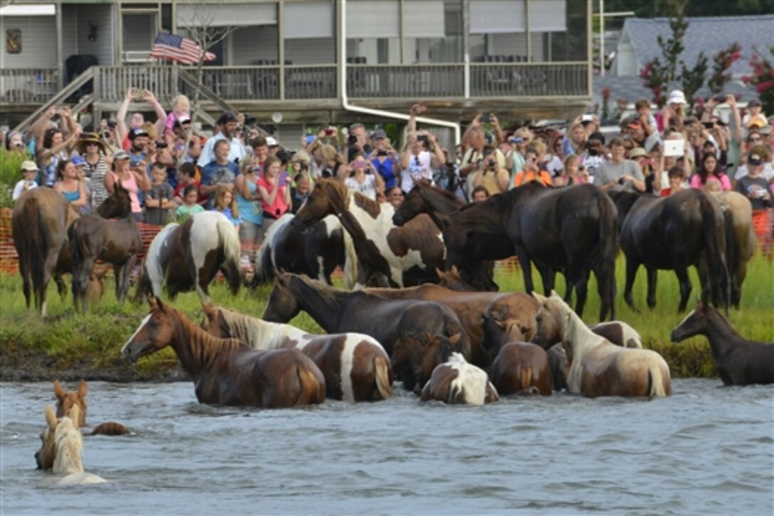 Ponies arrive on Chincoteague Island after swimming from Assateague Island during the 90th Pony Swim on Virginia’s Eastern Shore, July 29, 2015. Crew members from U.S. Coast Guard Station Chincoteague enforced the safety zone where thousands of spectators gathered for the event.