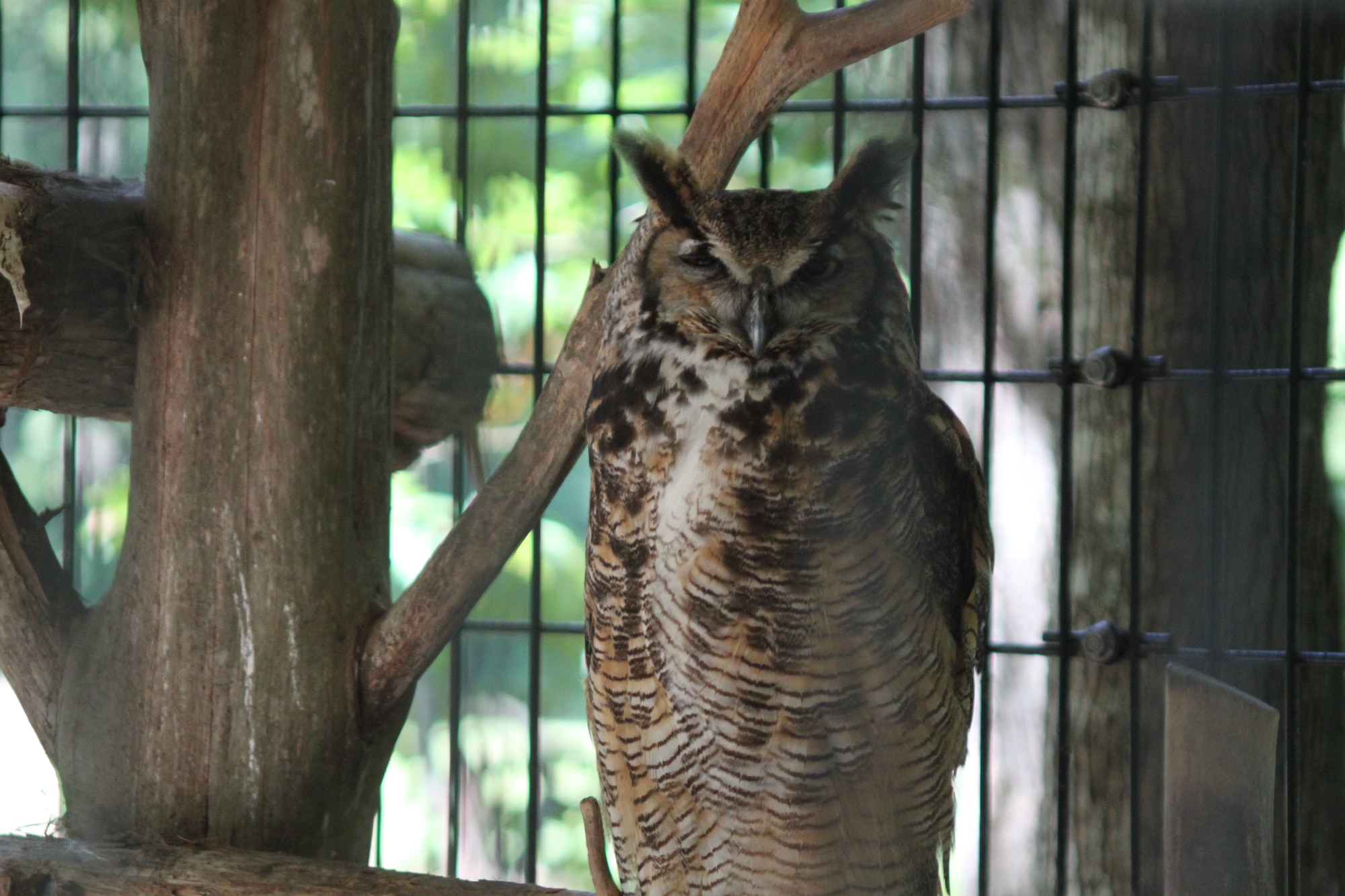 A Great Horned Owl looks out from its cage at Dauset Trails Nature Center in Jackson, Georgia, July 16, 2015. (U.S. Air Force photo by Angela Woolen)