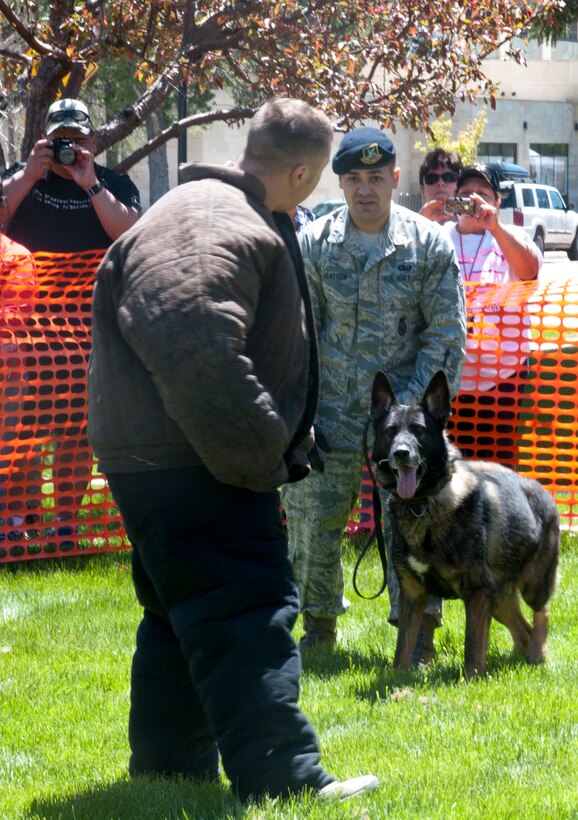 Staff Sgt. Joshua Bratton, 90th Security Forces Squadron dog handler, demonstrates the discipline of the military working dogs May 30, 2015, during the Military May event near the State Capitol building in Cheyenne, May 30, 2015. Bratton showed how Oli, a military working dog, could remain docile while perpetrators listened and attack when they attempt to escape. The Military May event gave Airmen stationed on F.E. Warren Air Force base, Wyo., the opportunity to show their mission to the community. (U.S. Air Force photo by Airman 1st Class Malcolm Mayfield)