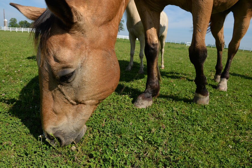One of the horses eats grass at Chakota, a therapeutic horseback riding center, Germantown, Illinois, May 28, 2015. A group of 375th Operations Support Squadron Air Traffic Controllers gave their time to assist with making Chakota a better place for riders and their families by doing chores and helping with whatever is needed. (U.S. Air Force photo by Airman 1st Class Erica Holbert-Siebert)