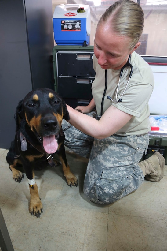U.S. Army Staff Sgt. Siobhan Chase pets a dog at a veterinary site established at Roberto Mariano Bula Sports Complex during Continuing Promise 2015 in Colon, Panama, May 31, 2015. Chase is assigned to the Army's 10th Mountain Division at Fort Polk, La.