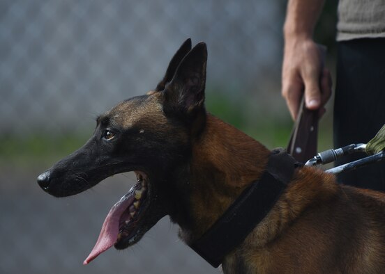 Mido and  his handler, U.S. Marine Corps Cpl. Nicholas Majerus, from Headquarters Battalion Provost Marshal's K9 Office, Marine Corps Base, Hawaii, rest before the next portion of training during MWD handler decoy training at Ke Kula Maka'i Police Academy, Hawaii, June 3, 2015. The training is a four-day course teaching MWD handlers animal behaviors, decoy mechanics and decoy interaction with MWD. (U.S. Air Force photo by Tech. Sgt. Aaron Oelrich/Released) 