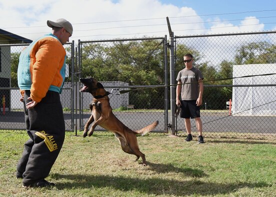 U.S. Army Staff Sgt. Jeremy Coleman, a 520th Military Working Dog Detachment handler from Schofield Barracks, Hawaii, acts as a decoy for Mido as his handler, U.S. Marine Corps Cpl. Nicholas Majerus, from Headquarters Battalion Provost Marshal's K9 Office, Marine Corps Base, Hawaii, evaluates their performances during MWD handler decoy training at Ke Kula Maka'i Police Academy, Hawaii, June 3, 2015. The four-day training course, attended by U.S. Air Force, Navy, Army and Marine MWD handlers, is designed to improve the handlers decoy skills and increase their proficiencies as trainers of MWD. (U.S. Air Force photo by Tech. Sgt. Aaron Oelrich/Released) 